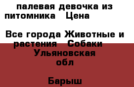 палевая девочка из питомника › Цена ­ 40 000 - Все города Животные и растения » Собаки   . Ульяновская обл.,Барыш г.